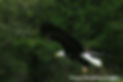 eagle.jpg