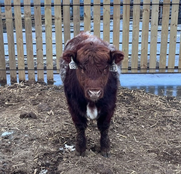 Yearling Bull