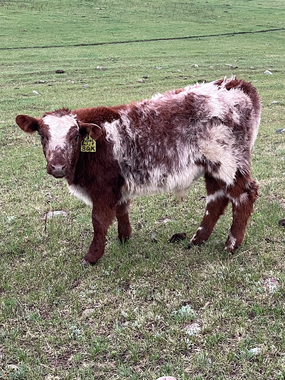 Bull Calf