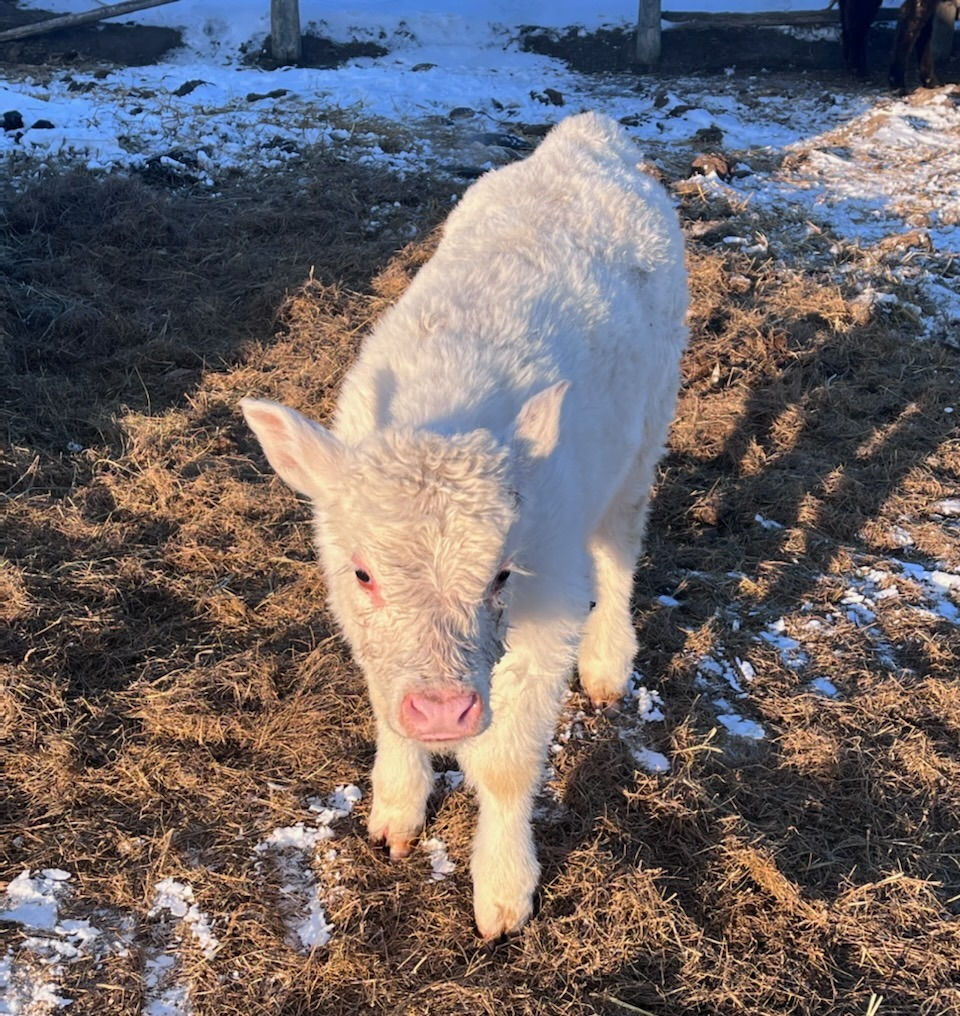 Bull Calf