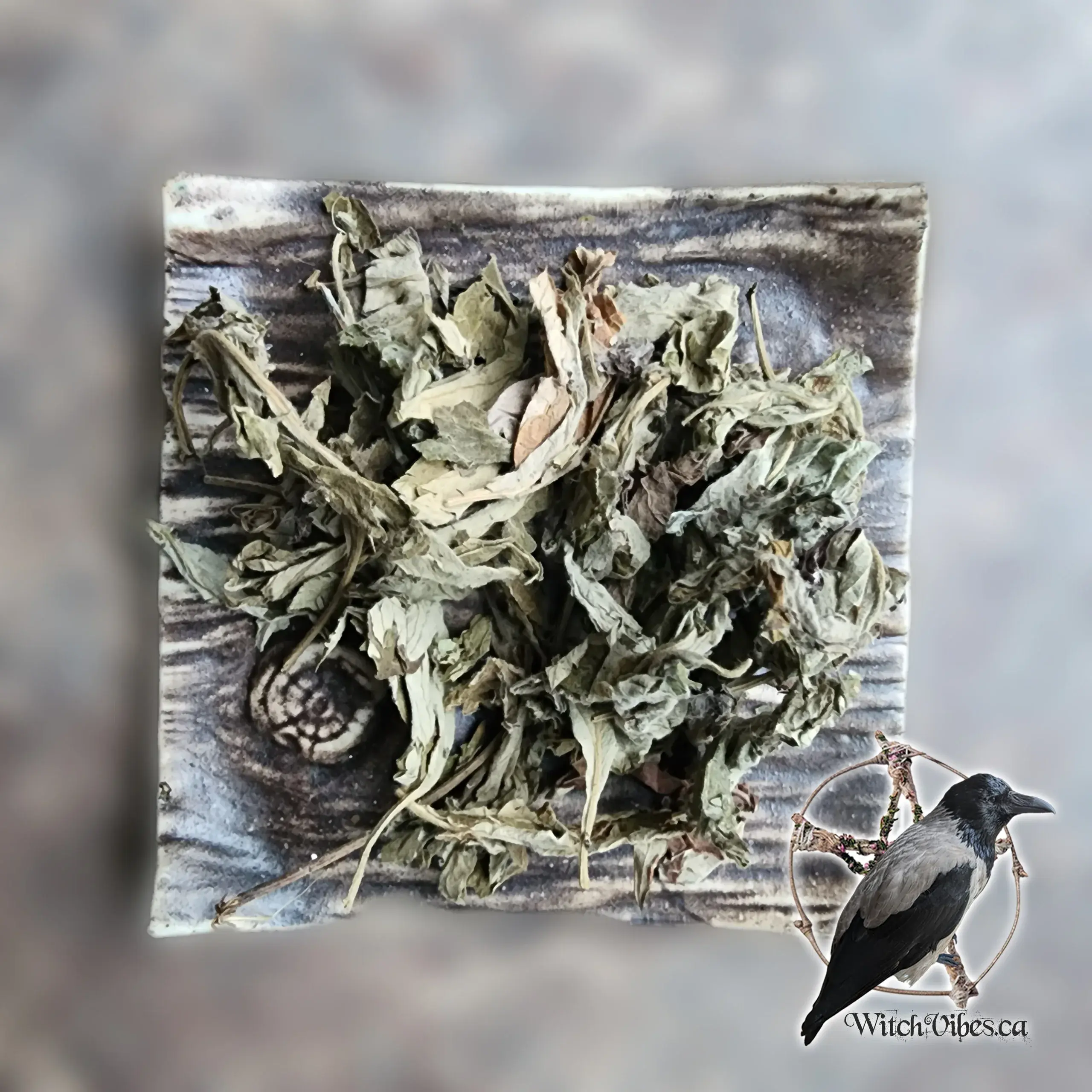 Common mugwort | Artemisia vulgaris