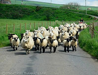 Sheep.jpg