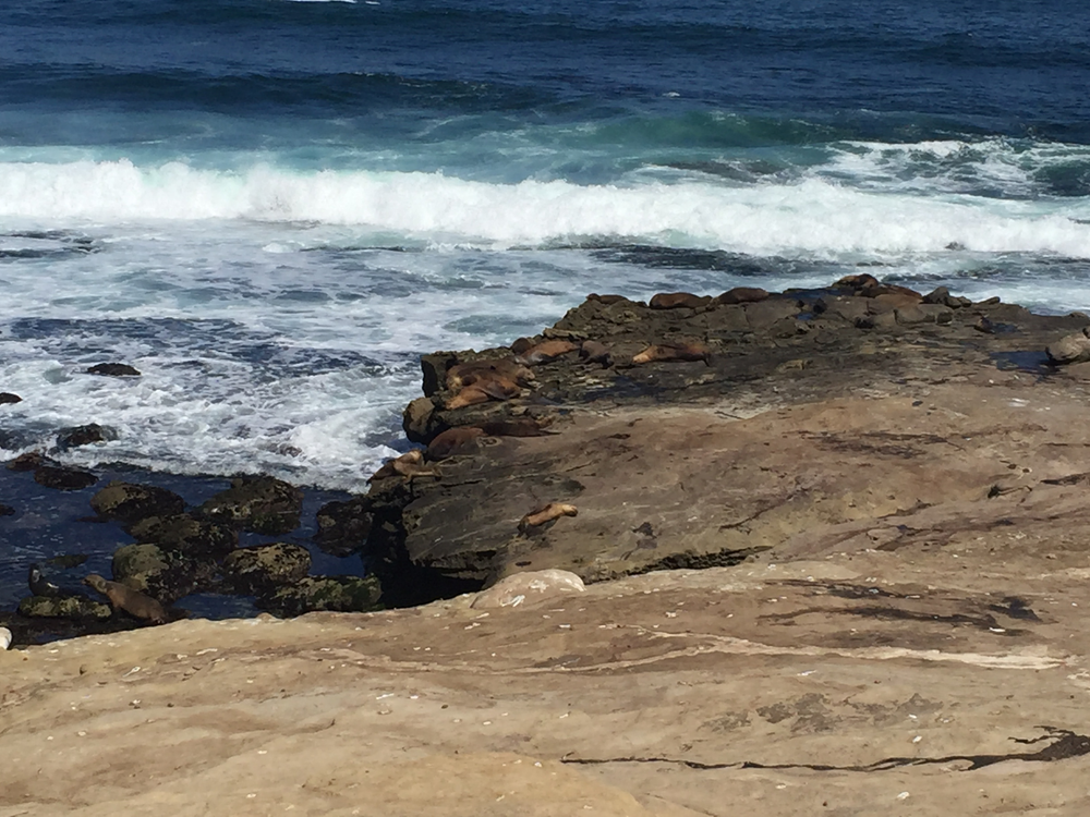 Sea lions at La Jolla Cove