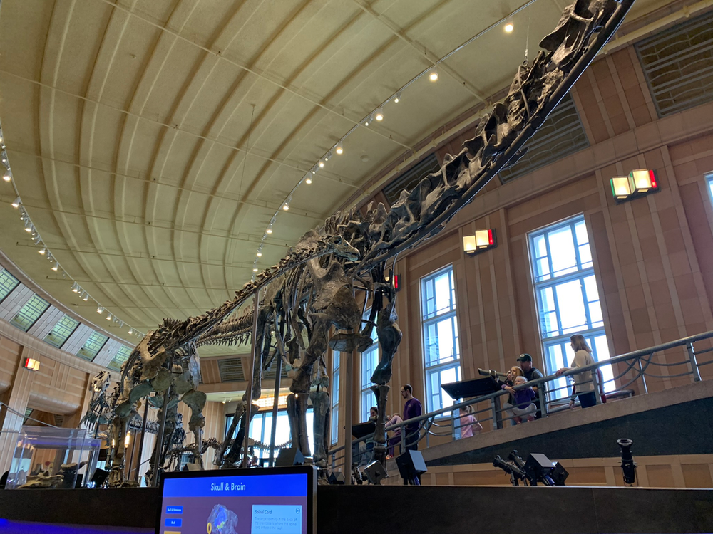 Dinosaur skeleton at the Cincinnati Museum Center