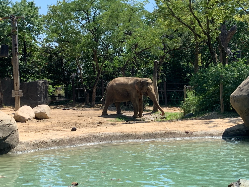 A gray elephant at the Cincinnati Zoo