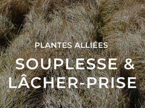 Plantes alliées : souplesse et lâcher-prise