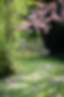 natura-gratia_2_edited.png