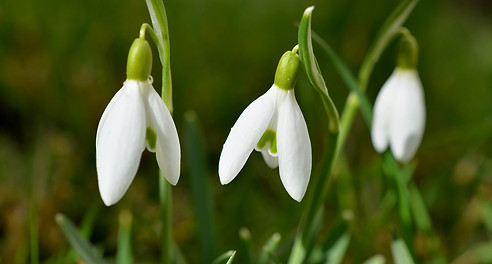 snowdrop-ec37b2092e_1920.jpg