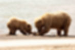 Brown bears on a beach eating salmon in Katmai