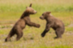 1bear.jpg