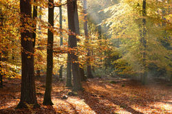 Du soleil dans la forêt