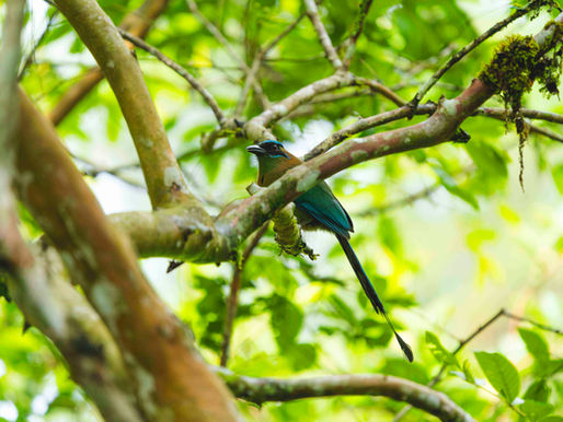 5 reasons to stay in a nature reserve in Cobán