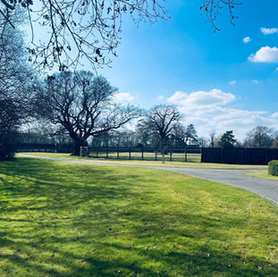 Unlock Your Property's Potential with Professional Tree Consultancy Services