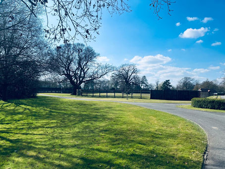 Unlock Your Property's Potential with Professional Tree Consultancy Services