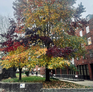 Ensure Tree Health and Safety with RH Tree Consultants