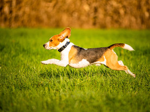 What makes a good breeder?