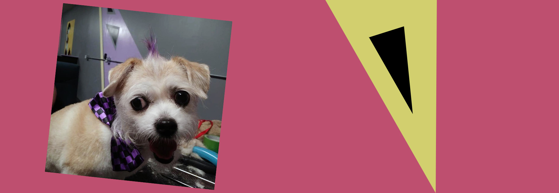 diamond dogs mobile grooming