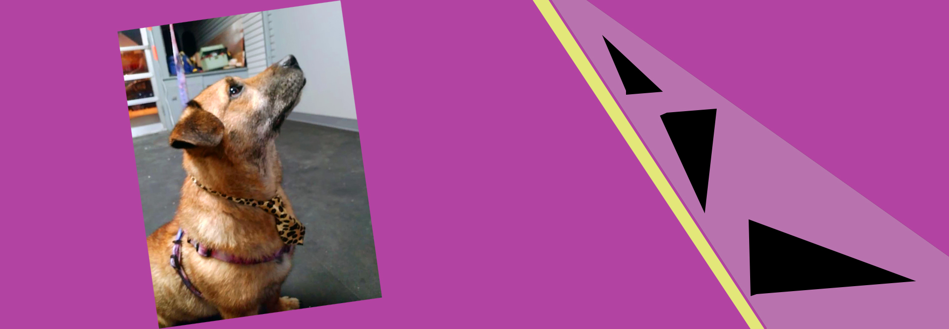 diamond dogs mobile grooming