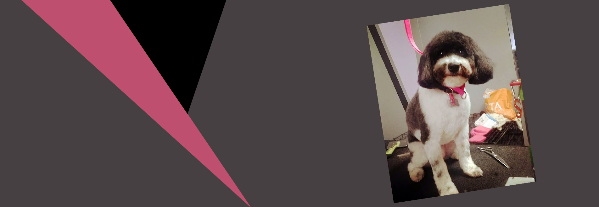 diamond dogs mobile grooming