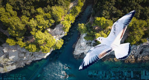Nature's Revenge