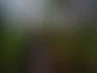 Photo of Treetop Suspension Bridge entrance looking toward first tall tree on route