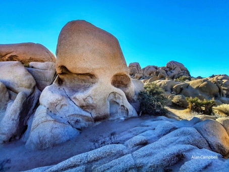 Hearts or Skulls this Valentine’s Day? Find Both at Joshua Tree