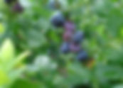 Blueberry Webinar Set for January 27th