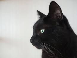 黒猫募集(生後6ヶ月以内)
