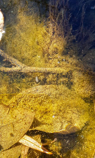 Fotoğraf  10 Seda AKKAR, Doğa Kategorisi- Doku Alt Kategorisi, “Su altında minik bir doğa”