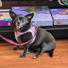 Cocco 🍫 is now accepting applications for FOREVER ♾️
🌸Female
🌸Age: Estimated to be about 4 years old (as per owner surrender details)
🌸Breed Best Guess: Chihuahua Mix
📍 Sherwood Park
✅Good with dogs
❓ Untested with Cats 🐈
❓Has been around children a bit and ignored them, so may be okay in a house with children.
She’s got personality, Cocco is a sweet little diva looking for her perfect throne home. She’s outgoing of and absolutely loves attention, pets, and being close to her people.
One of her cutest quirks is the adorable little sound she makes when she shakes — thanks to her tiny tongue that’s always hanging out. It’s impossible not to smile around her. 🥰
Cocco is doing well on her current diet journey and has quickly figured out that warm, soaked kibble hand-fed with love is the preferred dining experience. As any proper princess would expect. 👸👑👸
She walks nicely on leash, rides great in the car, and so far has shown no reactivity toward other dogs or people. She’s pee pad trained and loves joining her humans for little adventures or cuddling nearby.
Cocco is affectionate, calm, funny, and full of charm — the kind of dog who quietly steals your heart.