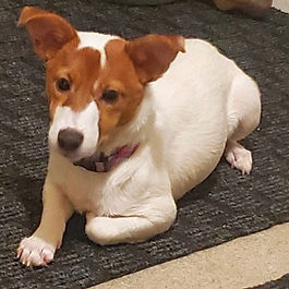 Petunia 🌼🌸🏵️🌺🌻🌹🌷
This cutie patootie is ready for Foster to Adopt applications!
🌼🌸🏵️🌺🌻🌹🌷
She is...
Female
Jack Russell Terrier Mix (Best Guess)
About 8 months old
📍Located - Near Spruce Grove
Great with dogs 🐕🐕
Great with cats 🐈🐈
Unknown how she is around kids, but she's good around other people.
She's super sweet, knows her cues to sit, down & shake a paw.
❤️Loves to play fetch.
😴💤🛌🏻Will sleep in her crate but does cry for a little while till she settles in.
Getting better at housetraining. Still a work in progress but is really starting to understand. ⭐