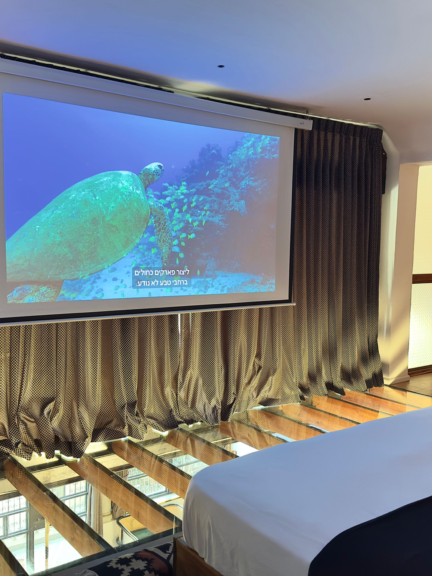 Sea turtle documentary projected onto screen in bedroom