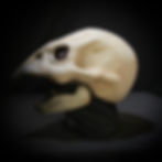 Thumbnail: Bird Skull