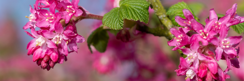 Pink Pastel Gradient Twitter Header.png