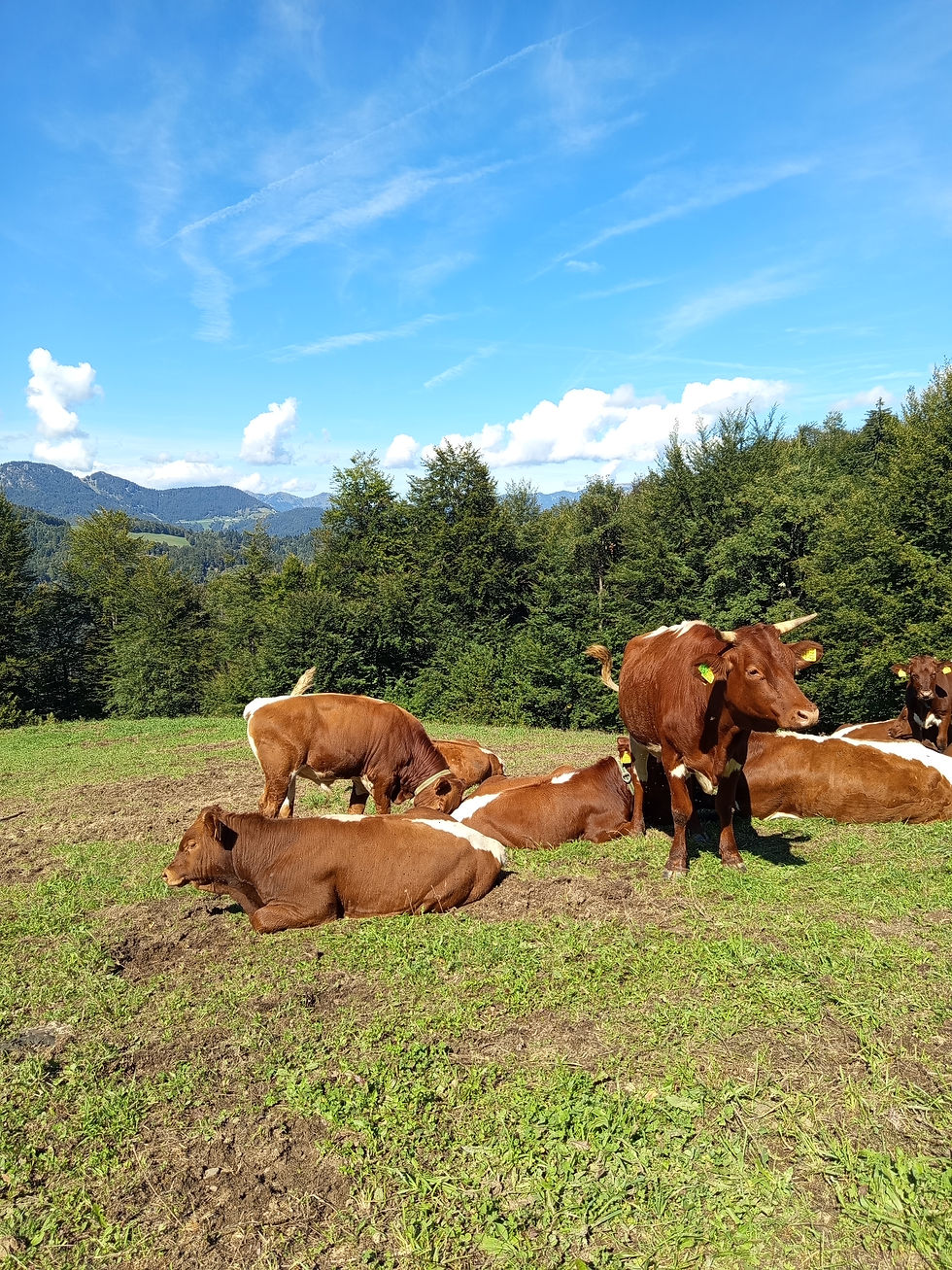 Pašna reja avtohtonega slovenskega cikastega goveda