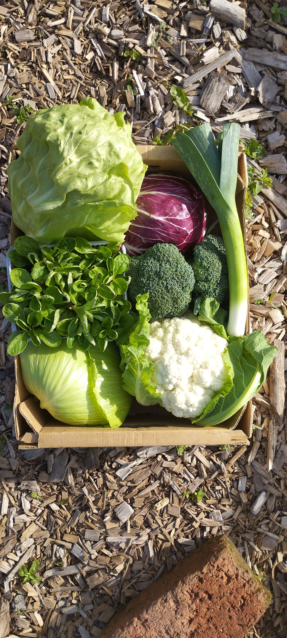 Tržni vrt brez prekopavanja