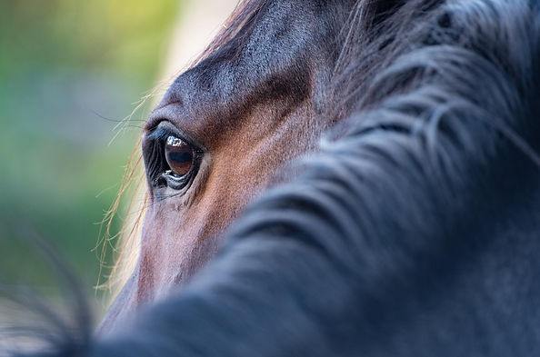 horse-5628882.jpg