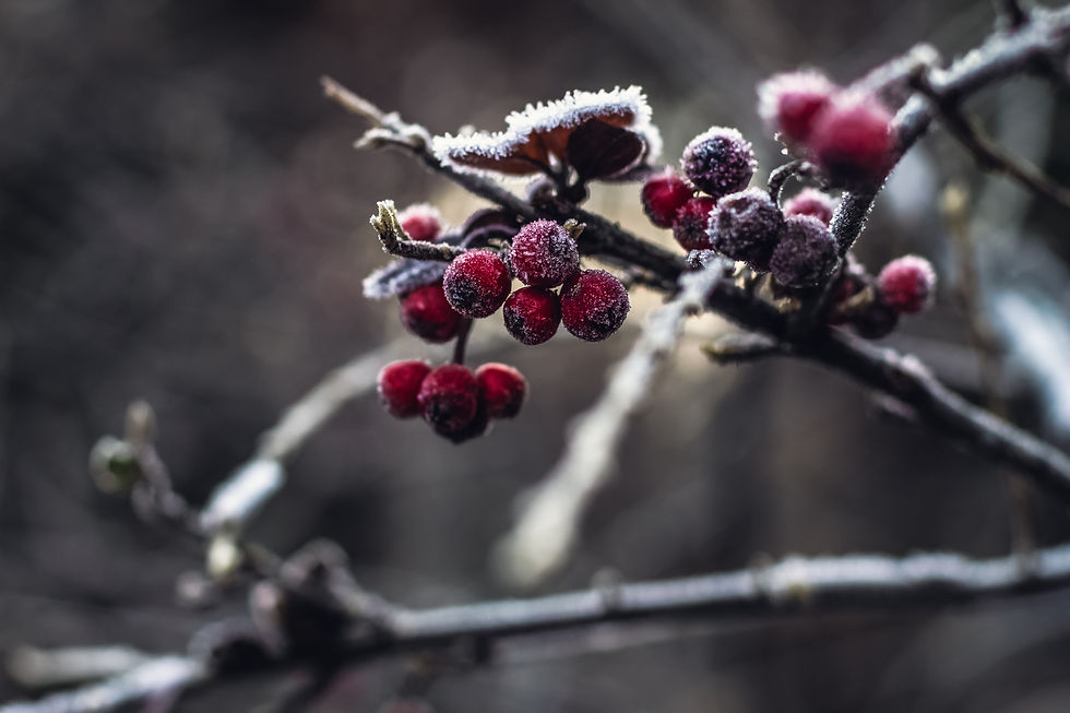 Wild Berries