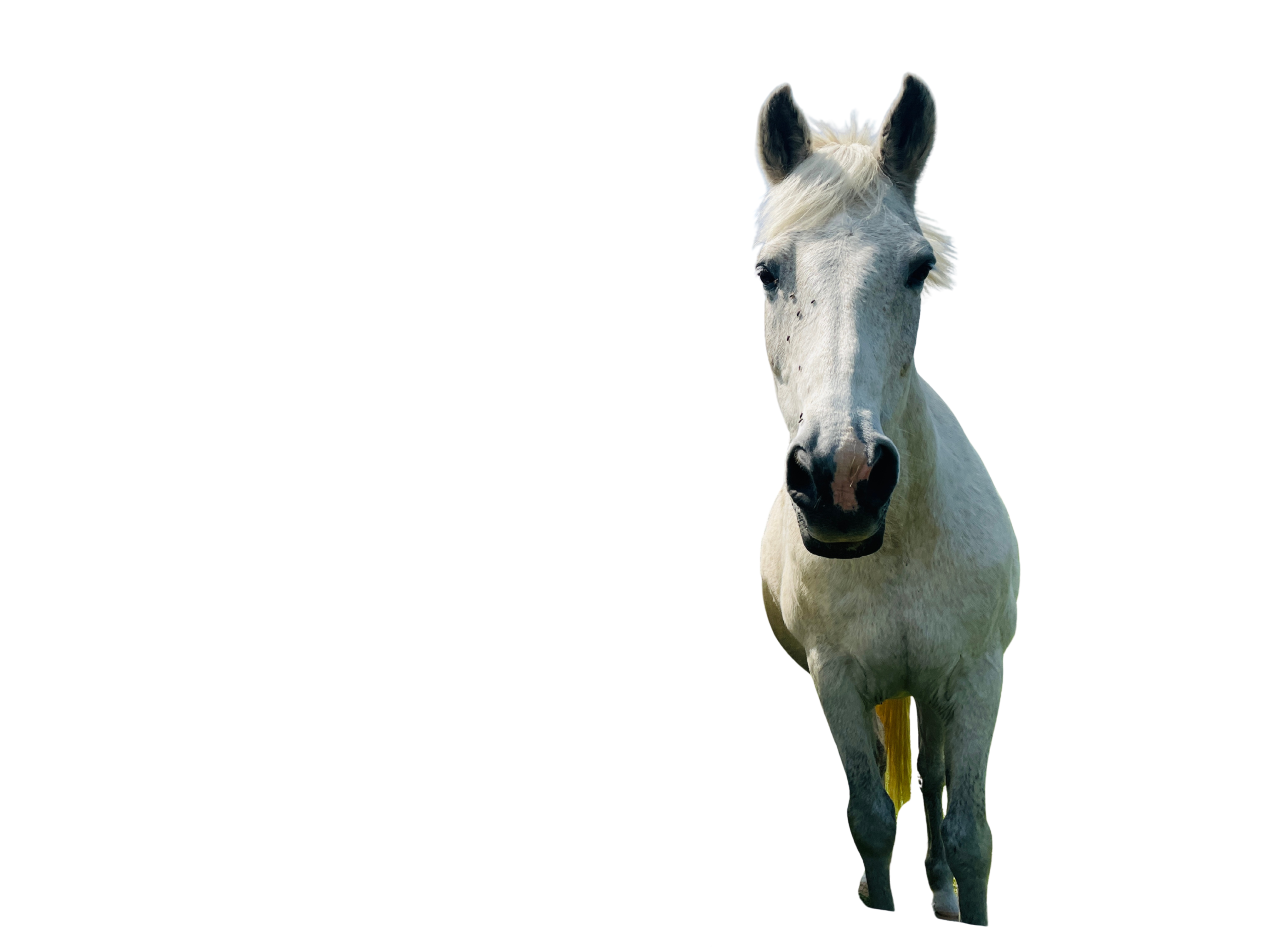 Design ohne Titel (3).png