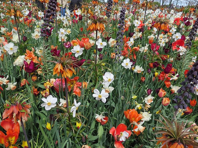 flowers.JPG