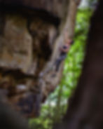 A climber on Slash and Burn (12c) at Bucher's Branch in the New River Gorge.