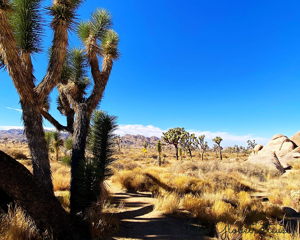 Park National de Joshua Tree