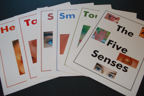 Five Senses Flashcards | Terrific Teaching To