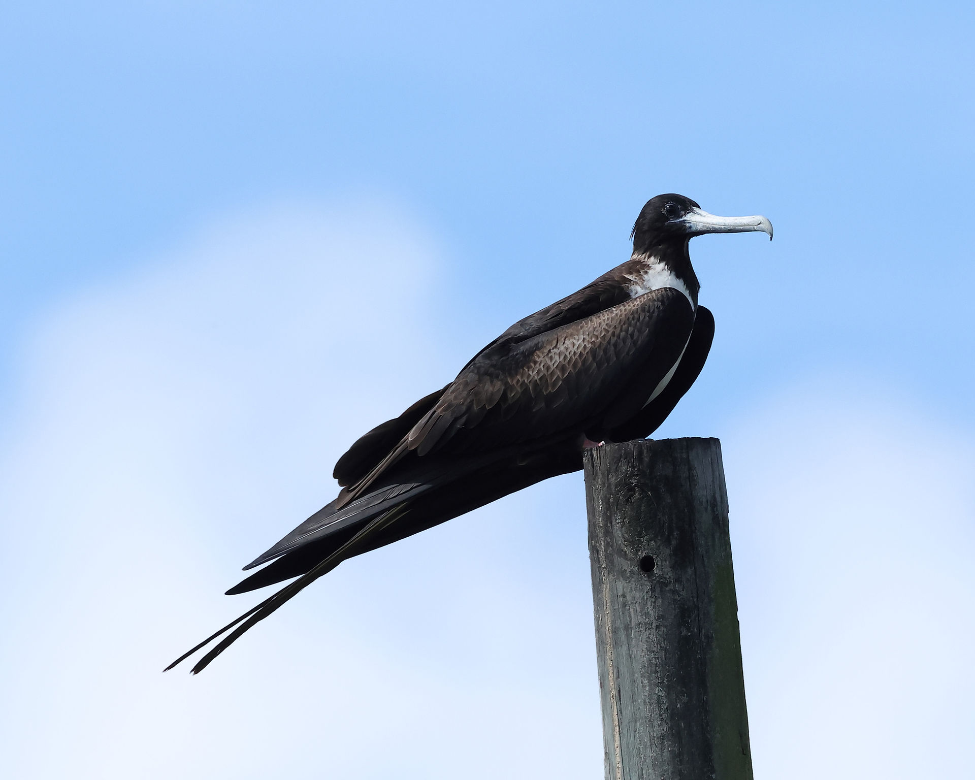 Magnificient Frigatebird  (C) Mark Newsome / OWE