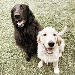 Cambridge Puppy Training