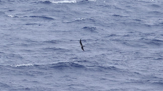Long-tailed Skua (c)Mark Newsome/OWE
