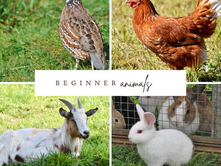 Best Beginner Animals for Your Homestead