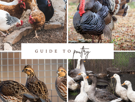 Poultry 101