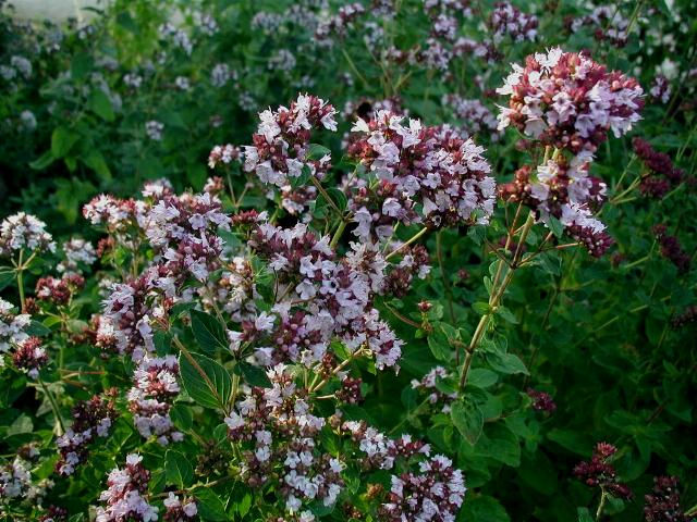 Origano comune, Origanum vulgare 