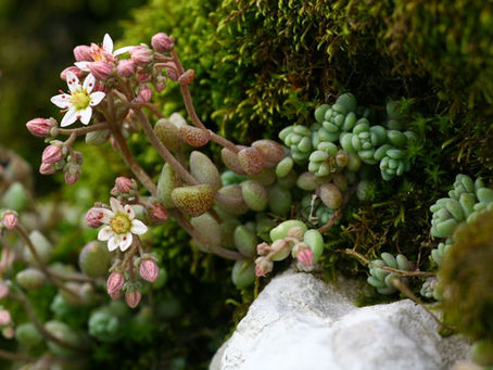 Flora, fauna e funghi dei muri a secco: alcuni esempi e curiosità
